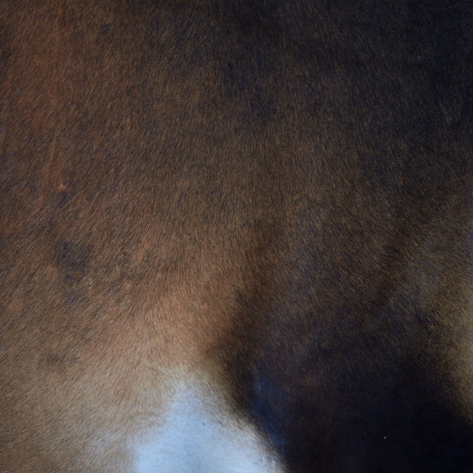 Large Cowhide Rug on the floor. Black and Caramel Large Cowhide Rug, Home Décor Ideas, Large Rugs, White, Cow hide. Home Hair on hide Floor 